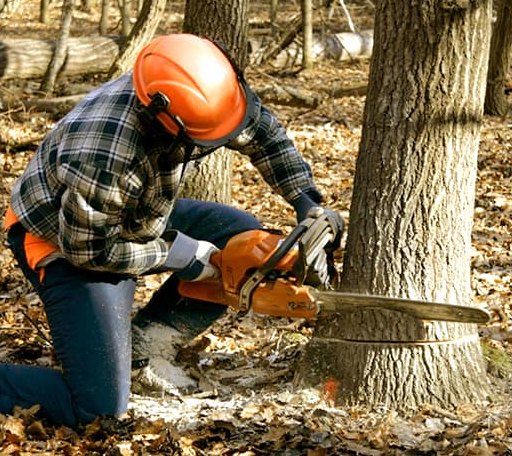Tree Removal in Long Branch, TX
